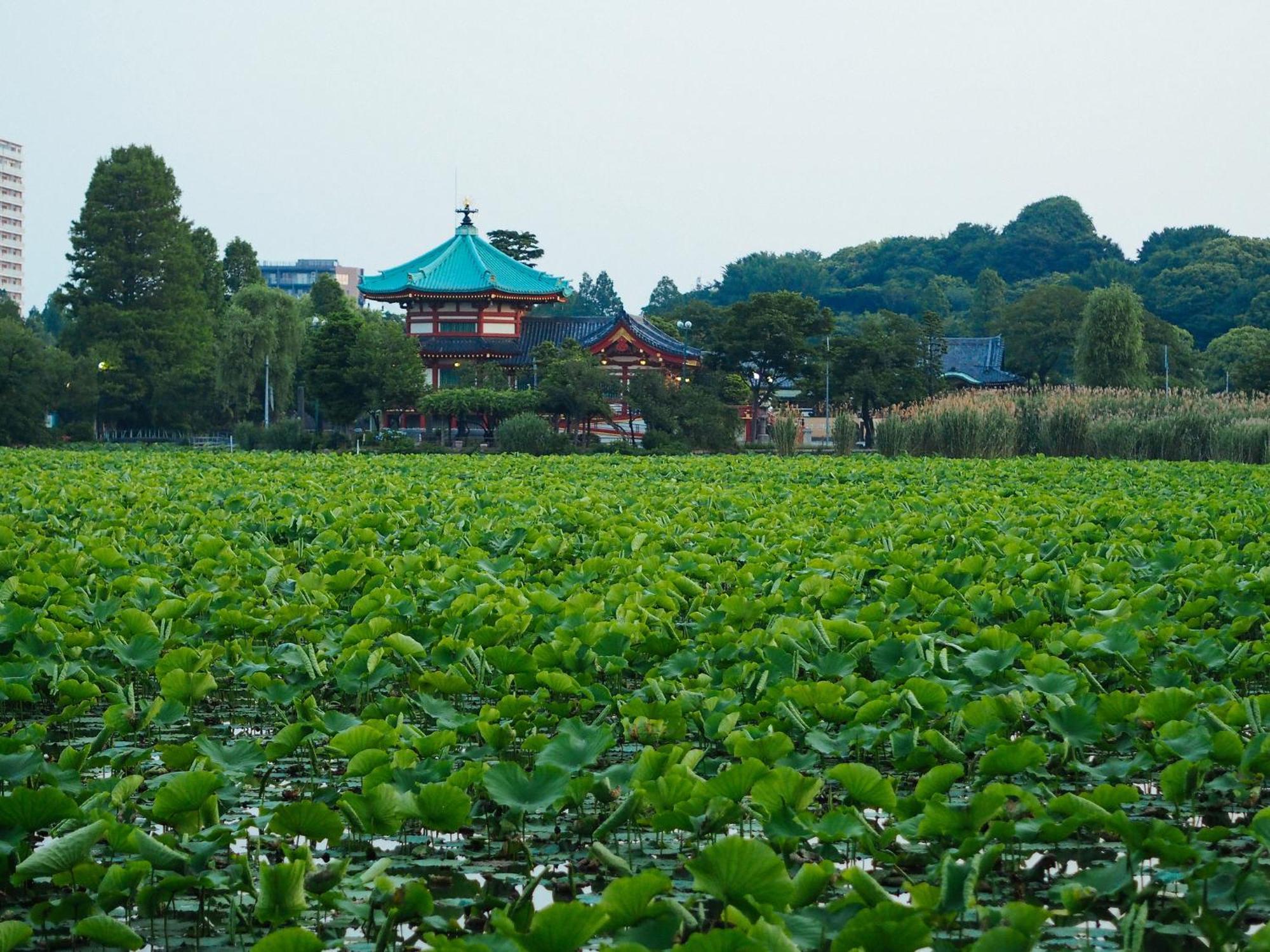 Tora Hotel Asakusa Prefektura Tokio Exteriér fotografie